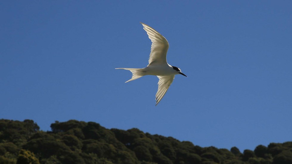 Spot birds and other wildlife flying around Punga Cove in the Marlborough Sounds in New Zealand's top of the South Island