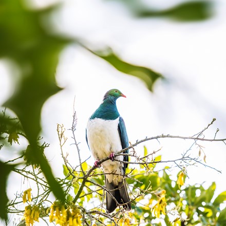  Kereru (native wood pigeons) often found frequenting the forests surrounding Punga Cove in the Marlborough Sounds in New Zealand's top of the South Island