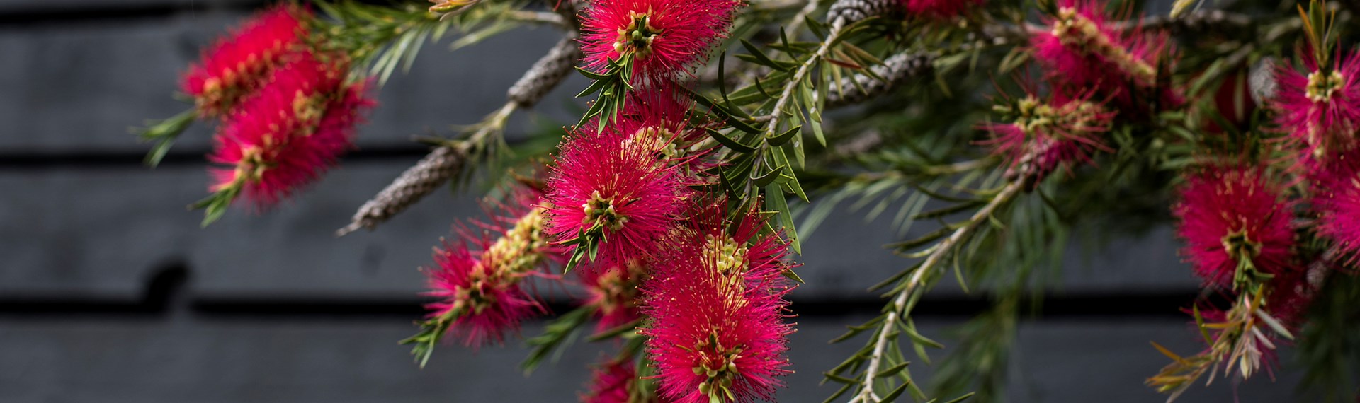 Pōhutukawa are a vibrant red flower that can be found around the Punga Cove property in the Marlborough Sounds in New Zealand's top of the South Island