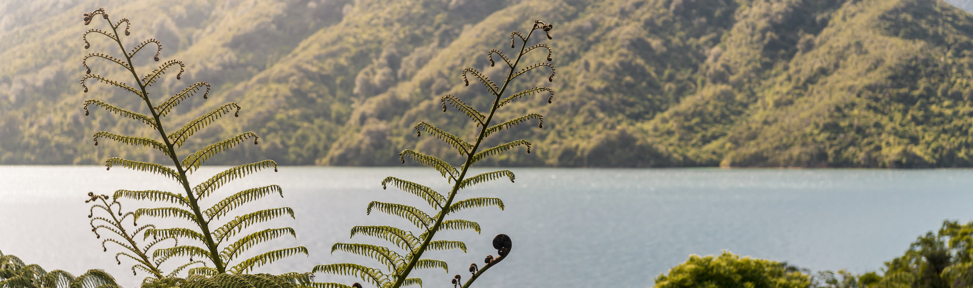 Beautiful native bush is found along the coastline of the Marlborough Sounds and throughout Punga Cove in New Zealand's top of the South Island