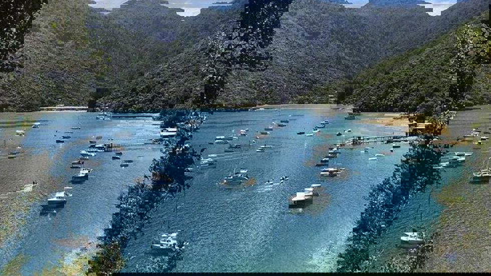 An aerial view of a Cougar Line boat and wake as it cruises through Queen Charlotte Sound/Tōtaranui in the Marlborough Sounds, New Zealand.