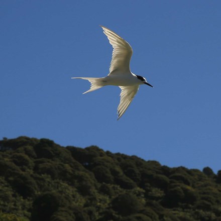 Spot birds and other wildlife flying around Punga Cove in the Marlborough Sounds in New Zealand's top of the South Island