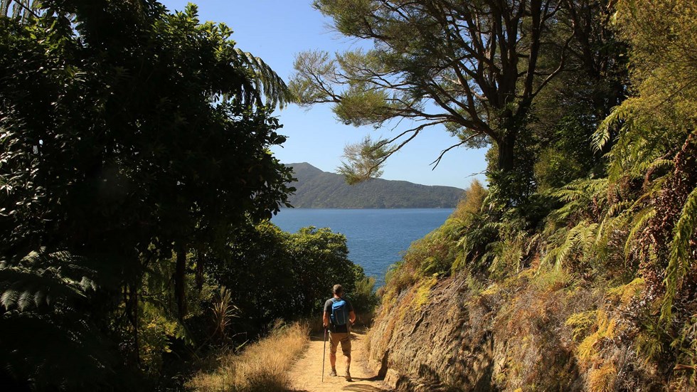A walker tracks along one of the walk options surrounding Punga Cove in the Marlborough Sounds in New Zealand's top of the South Island
