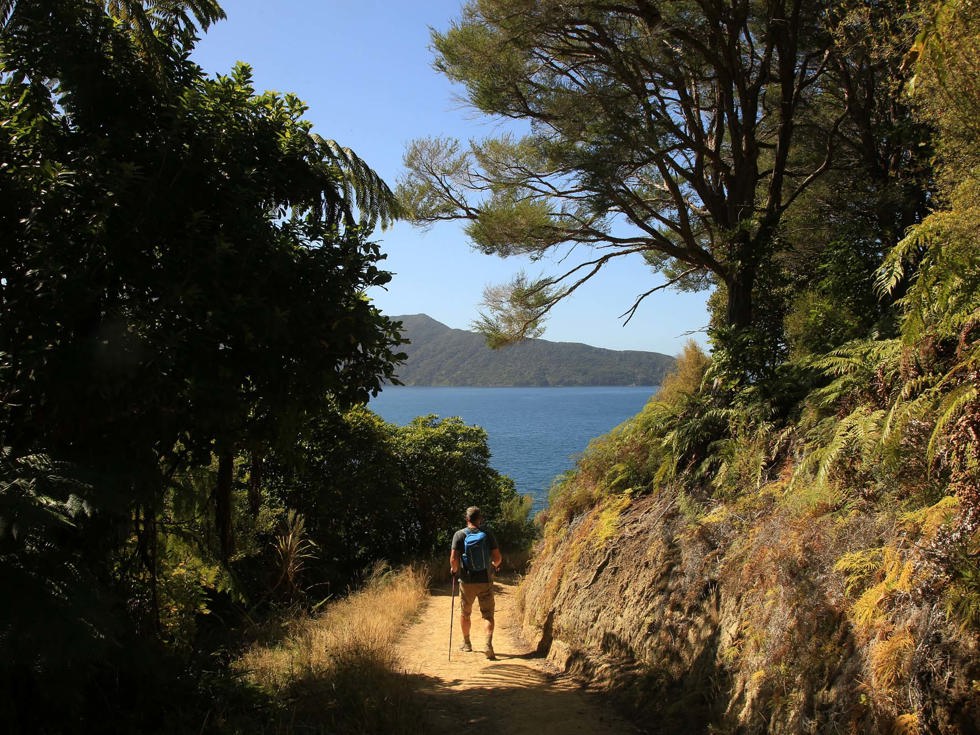 A walker tracks along one of the walk options surrounding Punga Cove in the Marlborough Sounds in New Zealand's top of the South Island