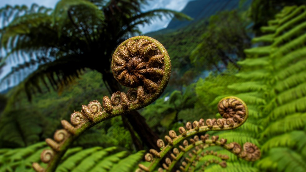 You can find native Punga ferns and their koru in the surrounding forest throughout Punga Cove in the Marlborough Sounds in New Zealand's top of the South Island
