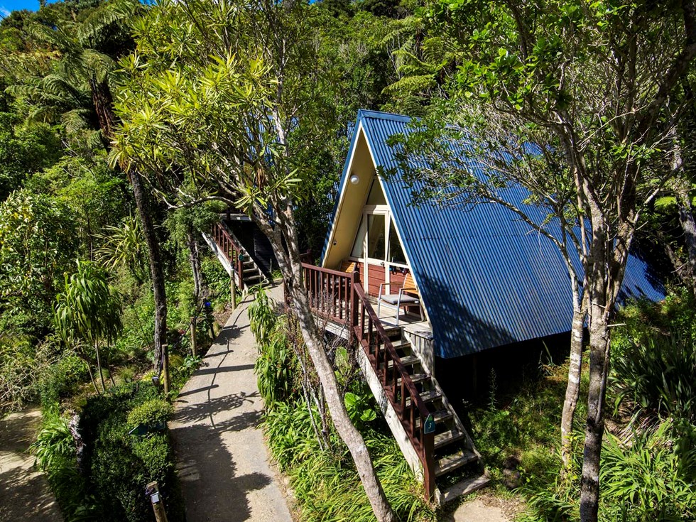 Punga Cove's Koru Chalet accommodation rooms are surrounded by a forest of Punga ferns and other native NZ plants in the Marlborough Sounds in New Zealand's top of the South Island
