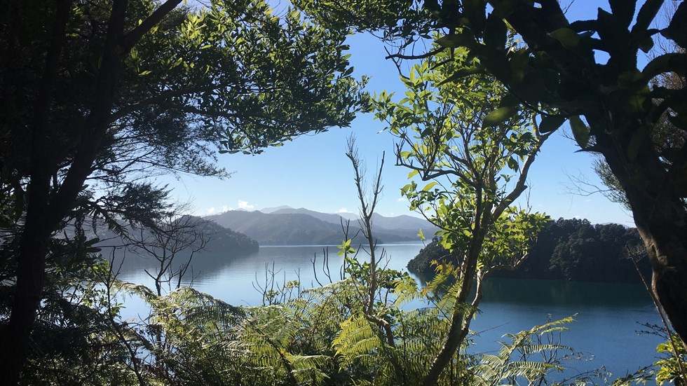 A stunning view across Ngakuta Bay in Grove Arm, near Picton in the Marlborough Sounds, is visible through native New Zealand bush.