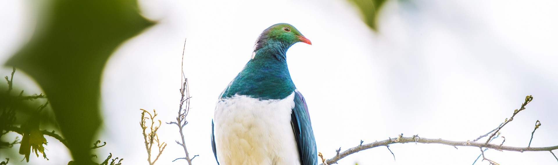  Kereru (native wood pigeons) often found frequenting the forests surrounding Punga Cove in the Marlborough Sounds in New Zealand's top of the South Island