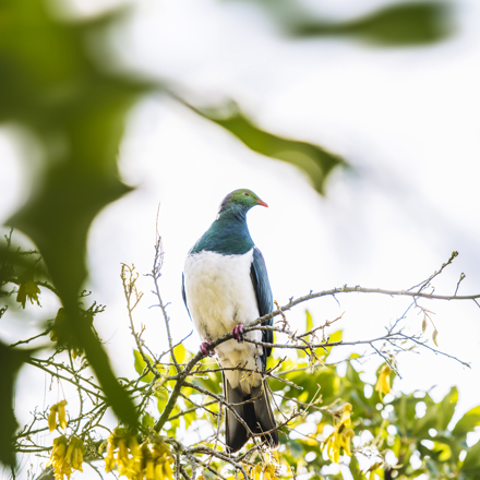 Kereru (native wood pigeons) often found frequenting the forests surrounding Punga Cove in the Marlborough Sounds in New Zealand's top of the South Island
